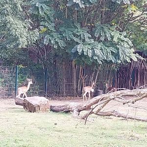 Southern Gerenuk (Litocranius walleri walleri)