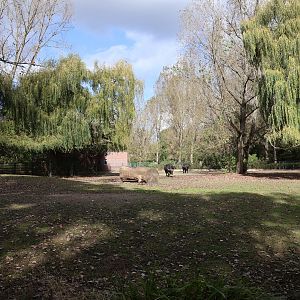 Cape Buffalo (Syncerus caffer caffer)