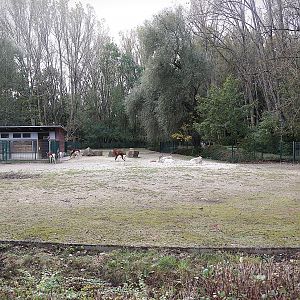 Addra Gazelle (Nanger dama mhorr)