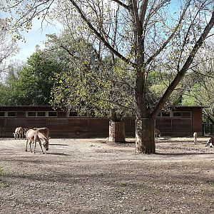 Somali Wild Ass (Equus africanus somaliensis)