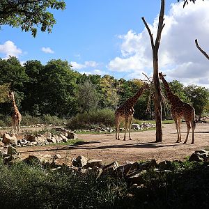 Giraffe TrailGiraffe Trail - Rothschild's Giraffe (Giraffa camelopardalis rothschildi)