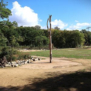 Giraffe TrailGiraffe Trail - Rothschild's Giraffe (Giraffa camelopardalis rothschildi)