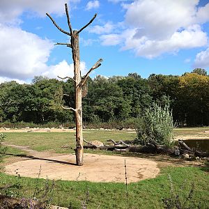 Giraffe Trail - Rothschild's Giraffe (Giraffa camelopardalis rothschildi)