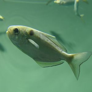 Pacific Rudderfish (Psenopsis anomala)