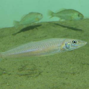 Japanese Whiting (Sillago japonica)