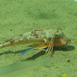 Spiny Red Gurnard (Chelidonichthys spinosus)