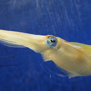 Bigfin Reef Squid (Sepioteuthis lessoniana)