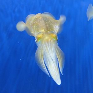 Bigfin Reef Squid (Sepioteuthis lessoniana)
