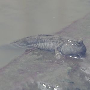 Shuttles Hoppfish (Periophthalmus modestus)