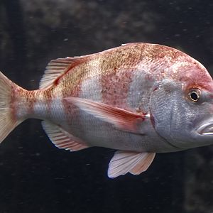 Red stumpnose seabream
