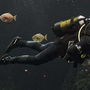Diver in Ocean Exhibit