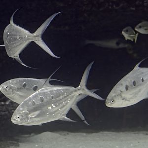 Largespotted darts