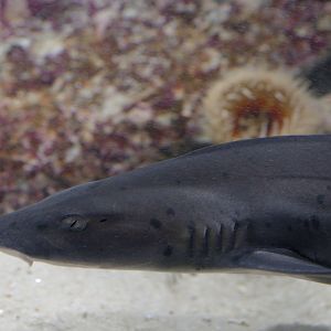 Sharptooth houndshark