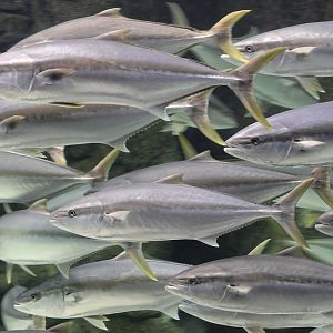 Yellowtail amberjack shoal