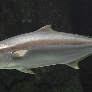 Yellowtail amberjack