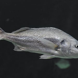 Smallspotted grunter