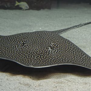 Honeycomb stingray