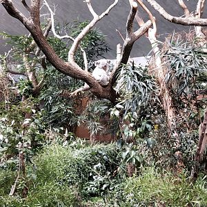 Koala indoor enclosure #2 202412