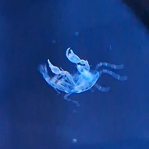 Pram Bug (Phronima sedentaria)