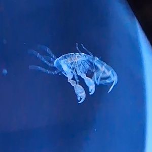 Pram Bug (Phronima sedentaria)