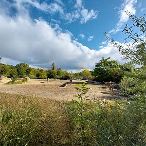 African Savannas - Grevy Zebra and Eastern White-tailed Wildebeest