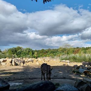 Hartmann's Mountain Zebra (Equus zebra hartmannae)