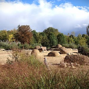 African Savannas - Beisa Oryx