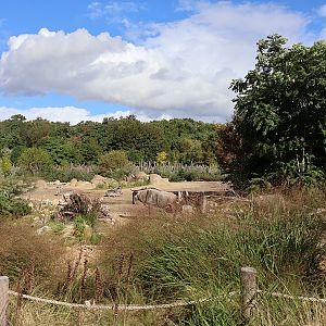 African Savannas - Grevy Zebra and Eastern White-tailed Wildebeest