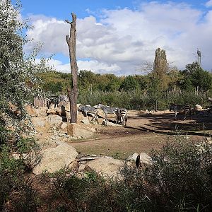 Hartmann's Mountain Zebra (Equus zebra hartmannae)