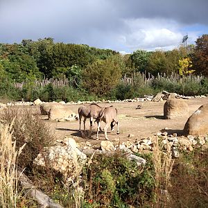 African Savannas - Beisa Oryx (Oryx beisa beisa)
