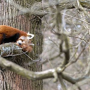 Red panda