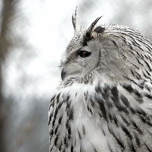 Western Siberian eagle-owl