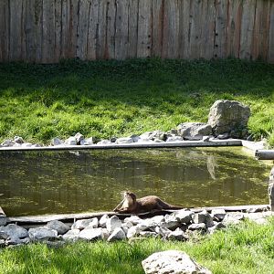 202503 - Asian Small-Clawed Otter