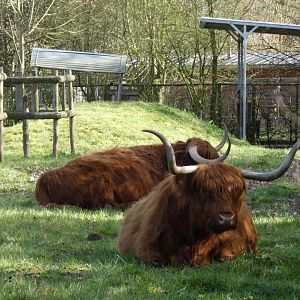 202503 - Highland Cattle