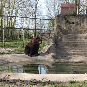 202503 - Brown bear
