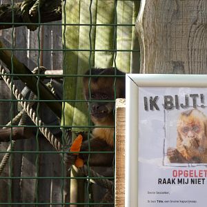 202503 - Tufted capuchin