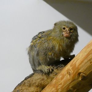 202503 - Western pygmy marmoset