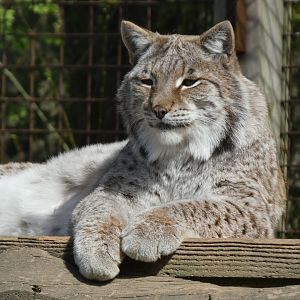 202503 - Eurasian lynx