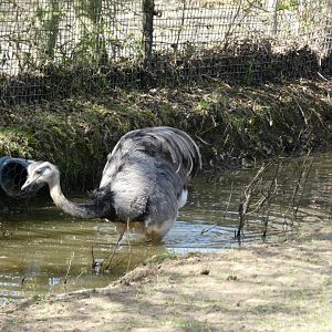 202503 - Greater rhea