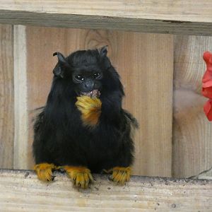 202503 - Golden-handed tamarin