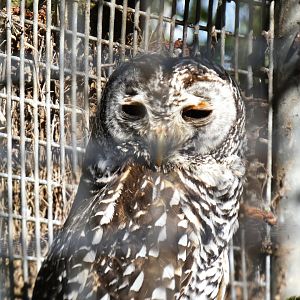 202503 - Rufous-legged owl