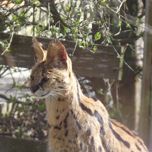 202503 - Serval