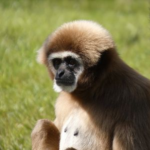 202503 - White-handed gibbon (female)