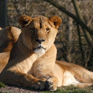 202503 - African Lion (female)