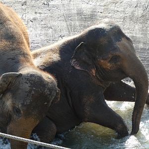 202503 - Asian elephants