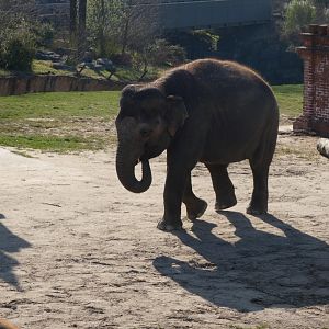 202503 - Asian elephant