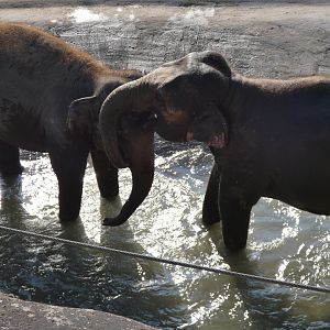 202503 - Asian elephants