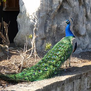 202503 - Indian pea fowl