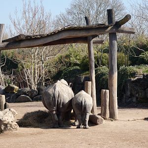 202503 - White rhinoceros