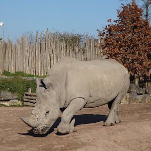 202503 - White rhinoceros